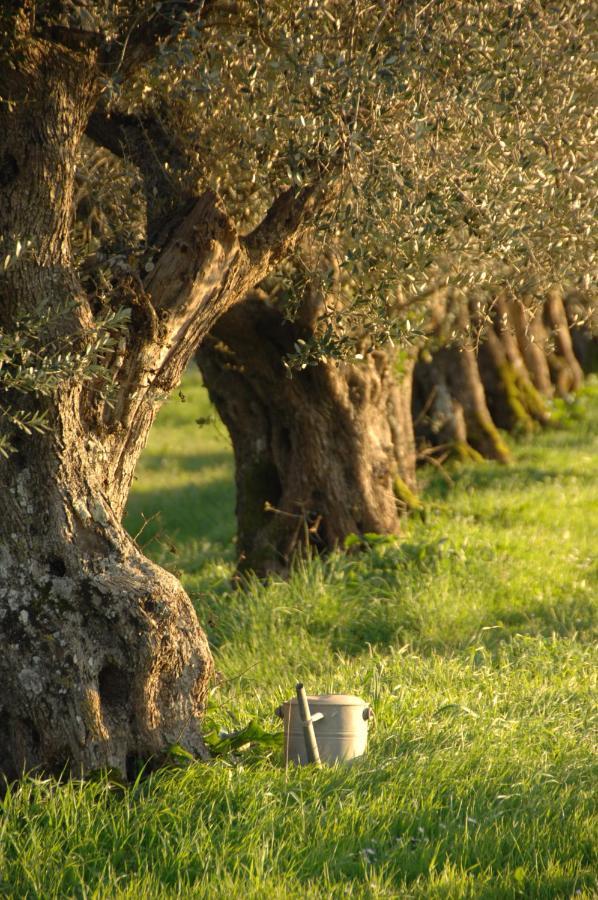 Agriturismo Sensi Tuscania Buitenkant foto